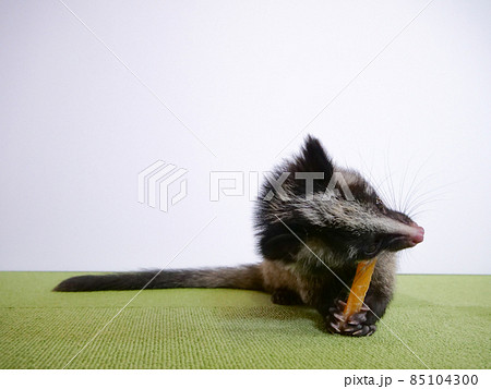 おやつを食べるハクビシンの赤ちゃん 85104300