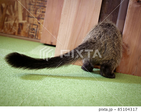 シッポだけのぞかせるハクビシンの子供 シッポだけのぞかせるハクビシンの子供 85104317