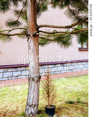 Under a pine tree stands a dry plant in a blue pot against the background of a light pink wall of a building Under a pine tree stands a dry plant in a blue pot against the background of a light pink wall of a building 85104546