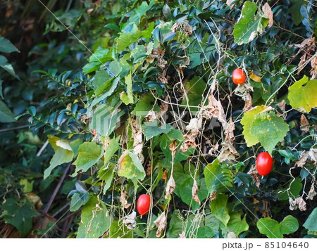 カラスウリ カラスウリ 85104640