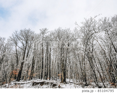 A hillock with bare trees covered with snow on the background of the sky with clouds 85104795