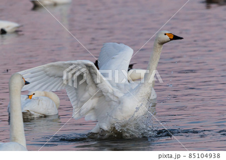 飛び立つ白鳥 85104938