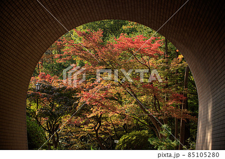 トンネルの向こうは紅葉だった トンネルの向こうは紅葉だった 85105280