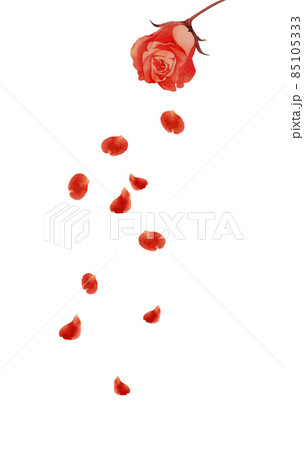 赤いバラの花びらが舞い散るイラストのイラスト素材
