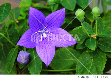 桔梗 桔梗 85105350