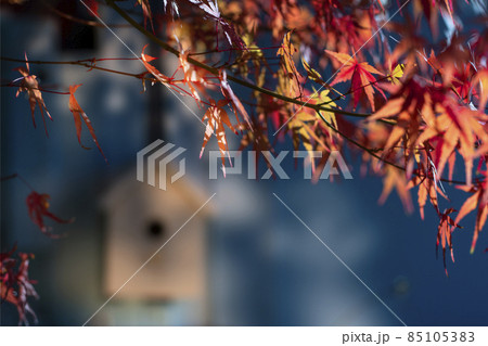 もみじと巣箱 もみじと巣箱 85105383