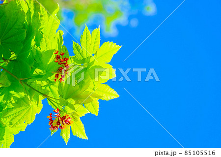 ハウチワカエデの若葉と花 ハウチワカエデの若葉と花 85105516