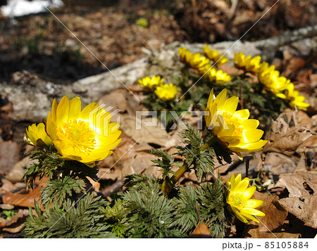 フクジュソウ（福寿草）　山野草 85105884