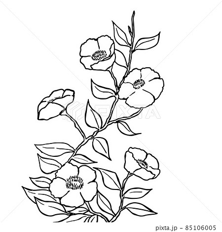 手描き線画の椿のイラストのイラスト素材 [85106005] - PIXTA