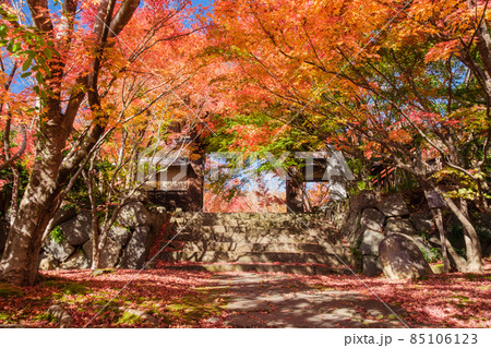 参道の紅葉 参道の紅葉 85106123