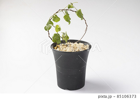 アフリカ亀甲竜の全景写真 85106373