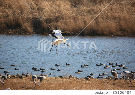 晴れ 外 群れ 85106404