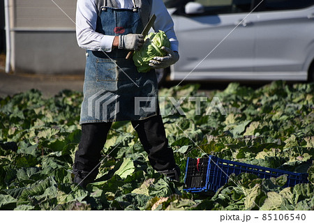 農作業風景・キャベツ収穫作業 農作業風景・キャベツ収穫作業 85106540
