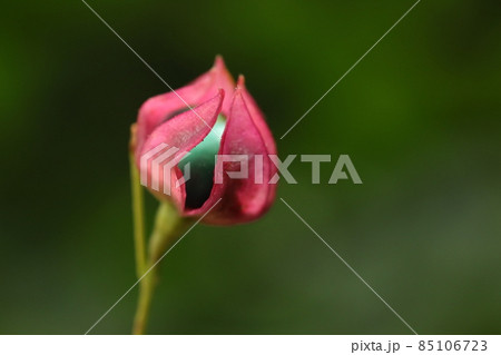 自然 植物 クサギ、九月半ばの熟し始めた果実。萼は星形に開きますがまだ開ききっていません② 自然 植物 クサギ、九月半ばの熟し始めた果実。萼は星形に開きますがまだ開ききっていません② 85106723