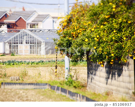 民家に植えられたのみかんの木 民家に植えられたのみかんの木 85106937