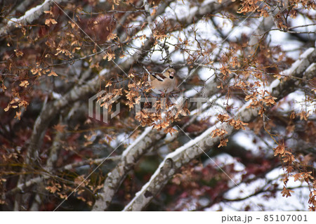 冬のシメ 85107001