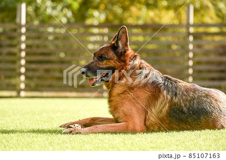 ドッグランでおすましするジャーマンシェパード ドッグランでおすましするジャーマンシェパード 85107163