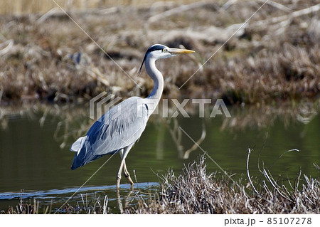 青鷺 Heron Japanの写真素材