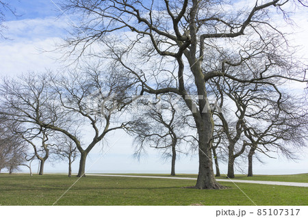 Burnham Shores Park by lake Michigan in Chicago, spring landscape of green field. Burnham Shores Park by lake Michigan in Chicago, spring landscape of green field. 85107317