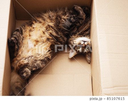 Funny tabby fluffy cat lies bent over in a cardboard box Funny tabby fluffy cat lies bent over in a cardboard box 85107615