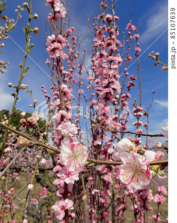 あら川桃源郷の桃の花 あら川桃源郷の桃の花 85107639