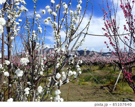 あら川桃源郷の桃の花 あら川桃源郷の桃の花 85107640