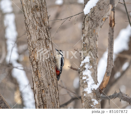 Little woodpecker sits on a tree trunk with snow in winter. The great spotted woodpecker, Dendrocopos major Little woodpecker sits on a tree trunk with snow in winter. The great spotted woodpecker, Dendrocopos major 85107872