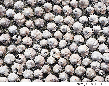 The pattern is made of a variety of marine rapans and small pebbles illuminated by the sun's rays. Background decor. Top view The pattern is made of a variety of marine rapans and small pebbles illuminated by the sun's rays. Background decor. Top view 85108157
