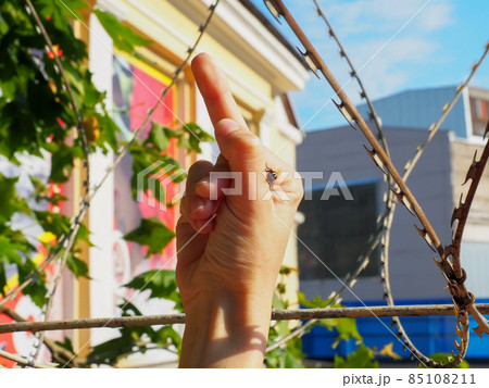 A fly sits on a hand showing the middle finger against the background of barbed wire fencing an old building 85108211