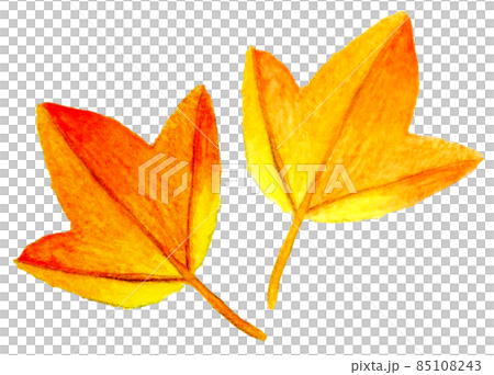 紅葉したトウカエデの葉　手描きの水彩イラスト素材 85108243