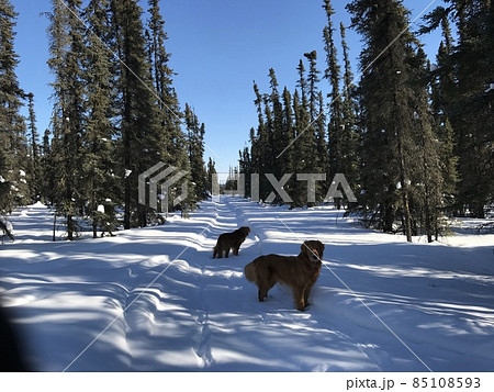 アラスカの森で犬の散歩 85108593