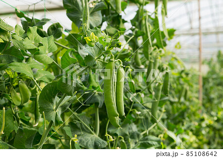 Green peas growing in hothouse Green peas growing in hothouse 85108642