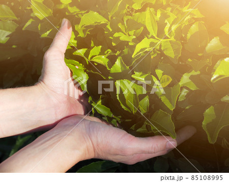 Female palms clasped branches with green leaves of a tea bush in a sunny haze 85108995