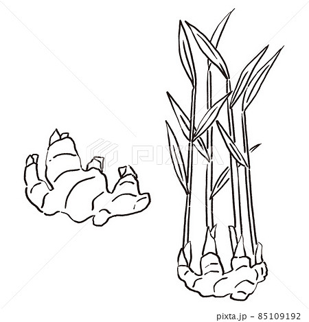 葉つきの新しょうがと葉のついてない新しょうがのイラスト 85109192