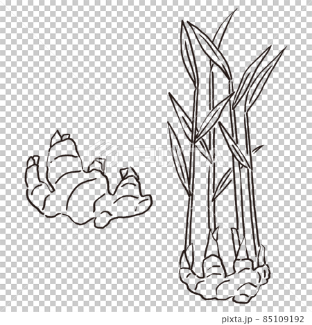 葉つきの新しょうがと葉のついてない新しょうがのイラスト 85109192