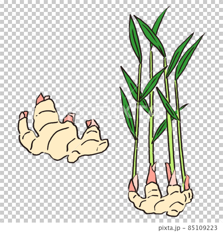 葉つきの新しょうがと葉のついてない新しょうがのイラスト 85109223