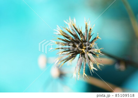 コセンダングサの痩果 コセンダングサの痩果 85109518