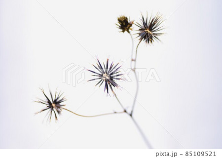 コセンダングサの痩果 85109521