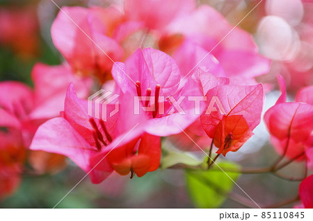 花 フラワー お花 85110845
