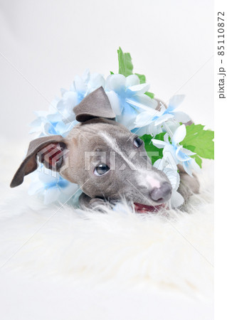 イタグレ 子犬 イタグレ 子犬 85110872