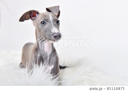 イタグレ 子犬 イタグレ 子犬 85110875