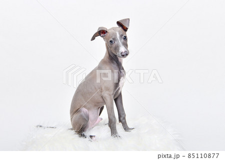 イタグレ 子犬 85110877