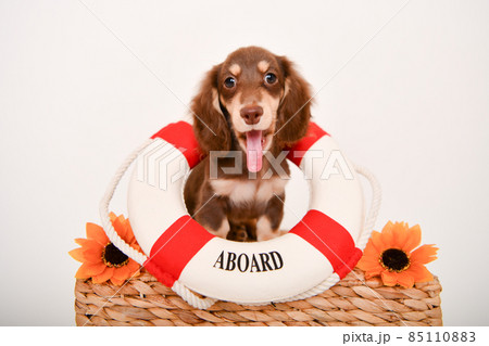 イタグレ 子犬 85110883