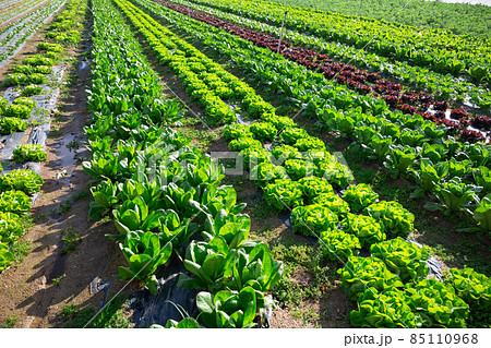 Chard leaf and salad plants carefully growing in garden Chard leaf and salad plants carefully growing in garden 85110968