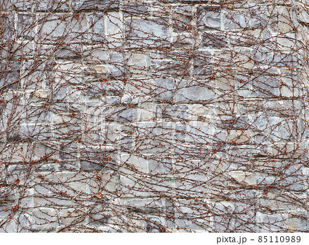 A wall of decorative gray stone, densely overgrown with vines. Full screen photo 85110989