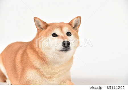 茶毛の柴犬のシンプルなポートレートの写真素材