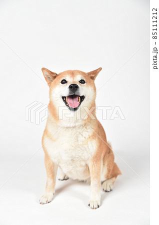 茶毛の柴犬のシンプルなポートレート 85111212