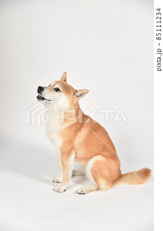 茶毛の柴犬のシンプルなポートレート 85111234