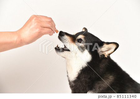 おやつ、ごはんをもらう柴犬 おやつ、ごはんをもらう柴犬 85111340