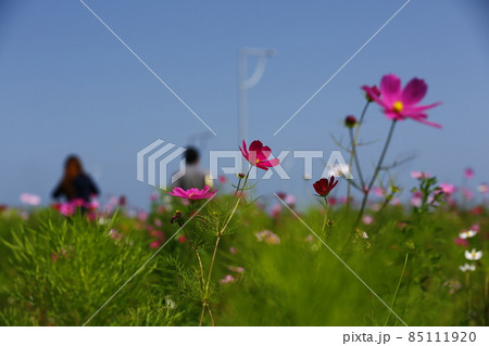 花 フラワー お花 85111920
